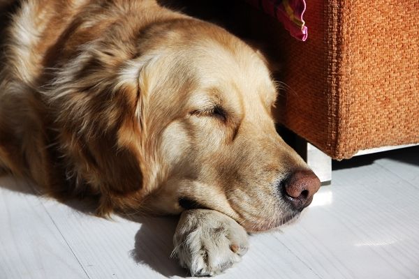 骑士37岁老炮考虑退役 今年或再成夺冠奇兵-华体会体育hth官方网站(图1) 华体会体育hth官方网站