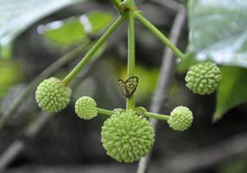 近二百座水库溢洪湖北整改水库隐患应对汛情【华体会体育hth官方网站】(图2) hth官网入口