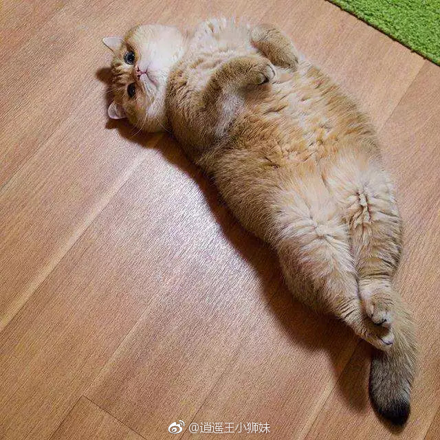 “hth官网入口”陈式太极拳传人王占海又遭打脸 KO柔道队员被曝造假(图4) hth官网入口