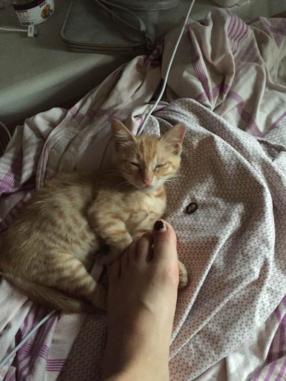 人工养殖可多种途径获取蝎子饲料_华体会体育hth官方网站(图2) 华体会体育hth官方网站