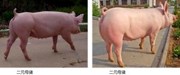 hth官网入口:
双鸭山市优质农产物“闪耀”第二十一届中国绿色食品展览会(图3) 华体会体育hth官方网站