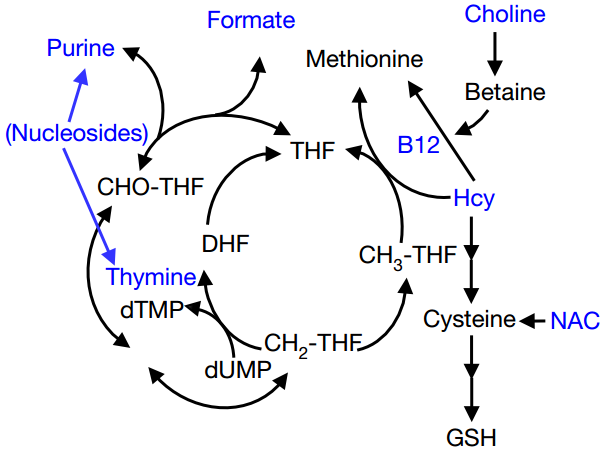 不用身高对照表 怎么看宝宝的身高是否正常?用这两种简朴的方法_华体会体育hth官方网站(图1) hth官网入口