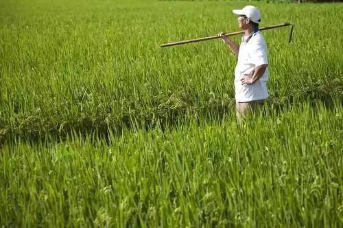 【hth官网入口】
中国农业迎来大厘革！三部曲已奏响 农业大国正向农业强国迈进！(图2)